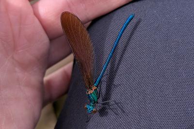 <i>Calopteryx virgo</i>