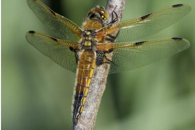 <i>Libellula quadrimaculata</i>