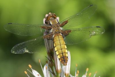 <i>Libellula depressa</i>