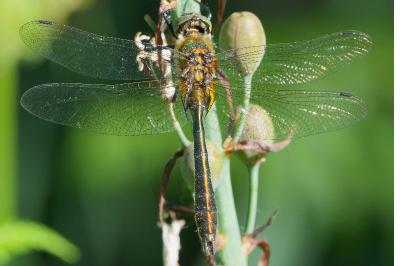 <i>Cordulia aenea</i>