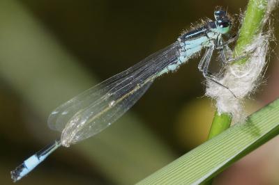 <i>Ischnura elegans</i>