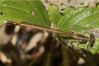 <i>Platycnemis acutipennis</i>