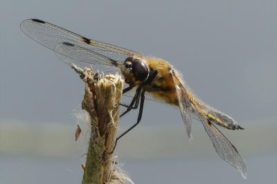 <i>Libellula quadrimaculata</i>