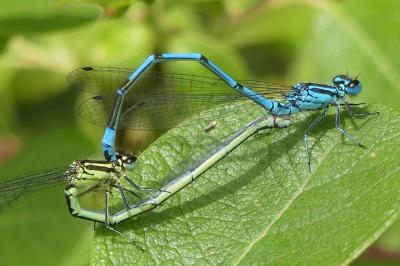 <i>Coenagrion puella</i>
