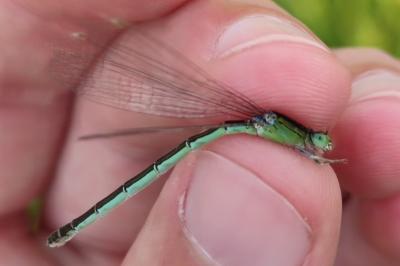 <i>Ischnura pumilio</i>