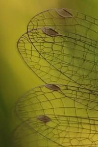 <i>Ischnura pumilio</i>