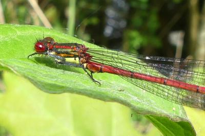 <i>Pyrrhosoma nymphula</i>