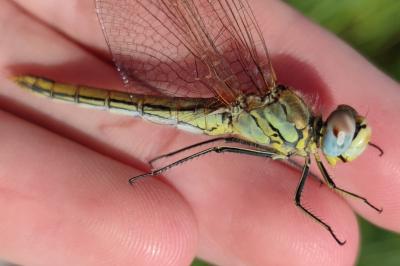 <i>Sympetrum fonscolombii</i>