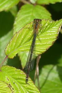 <i>Ischnura elegans</i>
