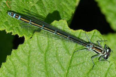<i>Coenagrion puella</i>