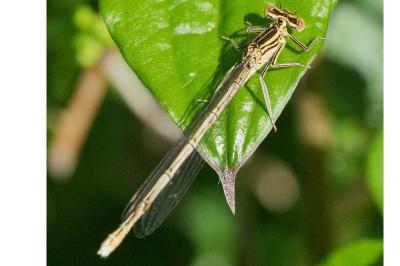 <i>Platycnemis pennipes</i>