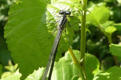 <i>Coenagrion puella</i>