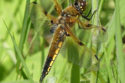 <i>Libellula quadrimaculata</i>