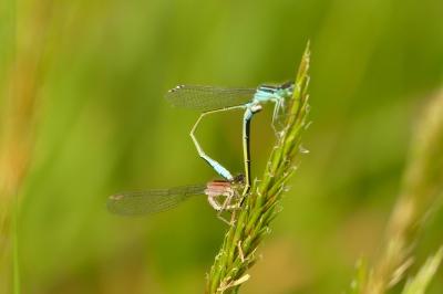 <i>Ischnura elegans</i>