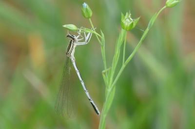 <i>Platycnemis pennipes</i>