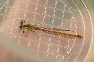 <i>Platycnemis acutipennis</i>