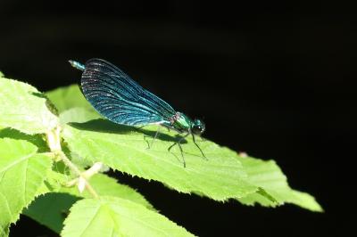<i>Calopteryx virgo</i>