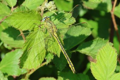 <i>Gomphus pulchellus</i>