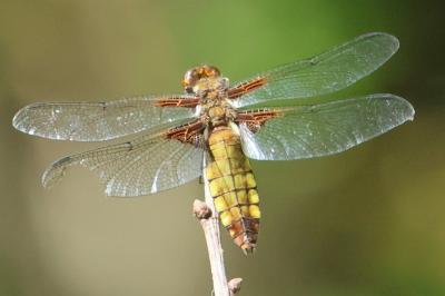 <i>Libellula depressa</i>