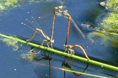 <i>Platycnemis acutipennis</i>