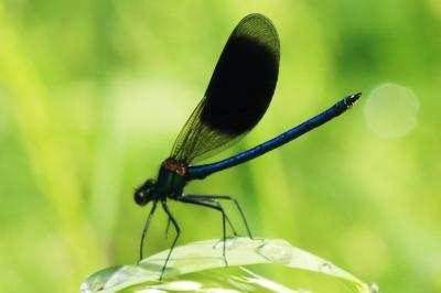 <i>Calopteryx splendens</i>