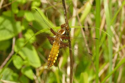 <i>Libellula depressa</i>
