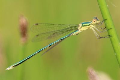 <i>Lestes virens</i>