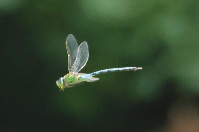 <i>Anax imperator</i>