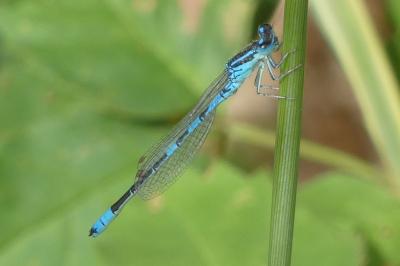 <i>Coenagrion scitulum</i>