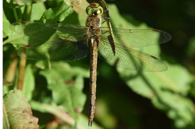 <i>Aeshna isoceles</i>