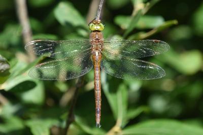 <i>Aeshna isoceles</i>
