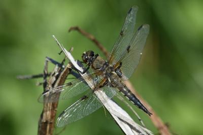 <i>Libellula quadrimaculata</i>