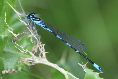 <i>Coenagrion pulchellum</i>