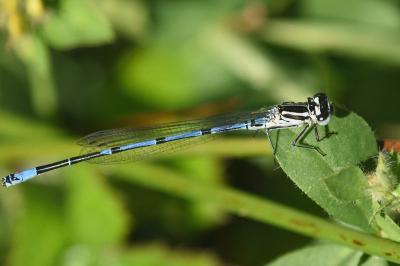 <i>Coenagrion puella</i>