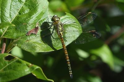 <i>Aeshna affinis</i>