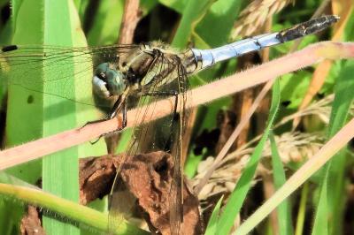 <i>Orthetrum albistylum</i>