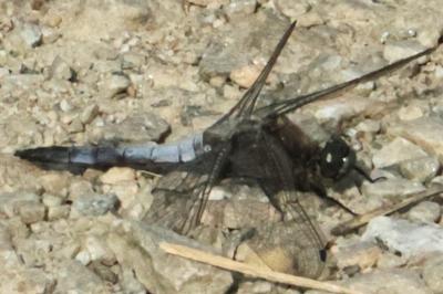 <i>Orthetrum cancellatum</i>