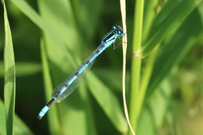 <i>Enallagma cyathigerum</i>
