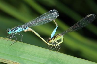 <i>Ischnura elegans</i>