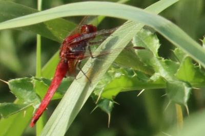 <i>Crocothemis erythraea</i>