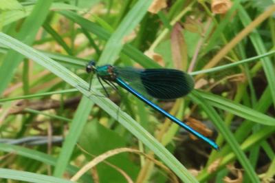 <i>Calopteryx splendens</i>