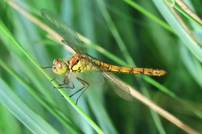 <i>Sympetrum striolatum</i>