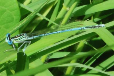 <i>Platycnemis pennipes</i>