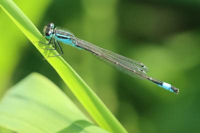 <i>Ischnura elegans</i>