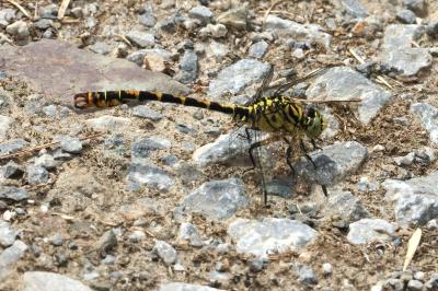 <i>Onychogomphus forcipatus</i>