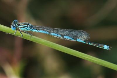 <i>Erythromma lindenii</i>