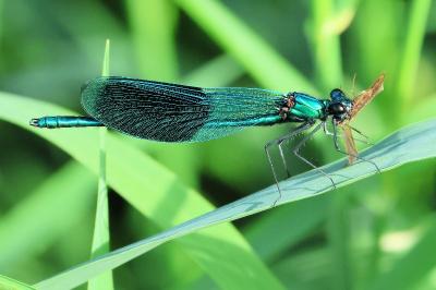 <i>Calopteryx splendens</i>