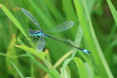 <i>Ischnura elegans</i>