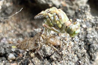 <i>Onychogomphus forcipatus</i>