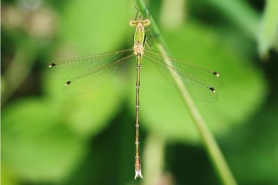 <i>Lestes barbarus</i>